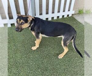 German Shepherd Dog-Unknown Mix Dogs for adoption in Modesto, CA, USA