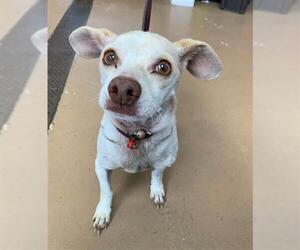 Mutt Dogs for adoption in Chula Vista, CA, USA