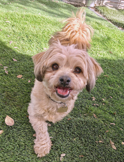 Havanese-Unknown Mix Dogs for adoption in Ventura, CA, USA