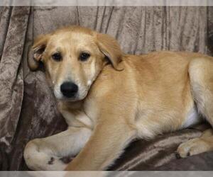 Mutt Dogs for adoption in Thief River Falls, MN, USA