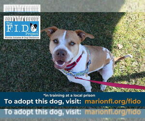 American Staffordshire Terrier Dogs for adoption in Ocala, FL, USA