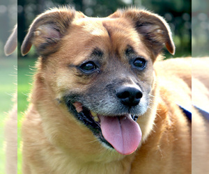 Puggle Dogs for adoption in Jefferson, WI, USA