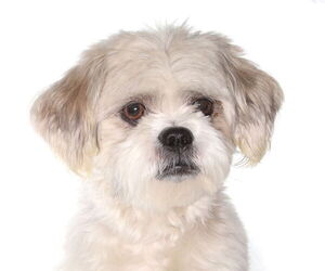 Shih Tzu Dogs for adoption in Oakland Park, FL, USA