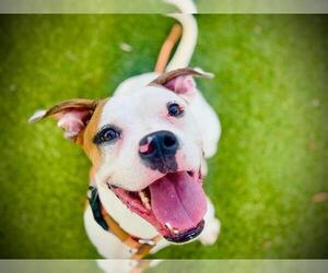 Boxer-Unknown Mix Dogs for adoption in Orlando, FL, USA