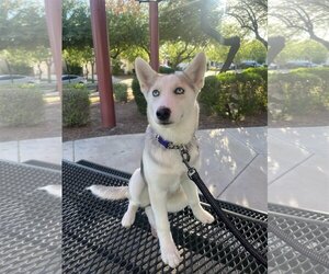 Huskies -Unknown Mix Dogs for adoption in Buckeye, AZ, USA