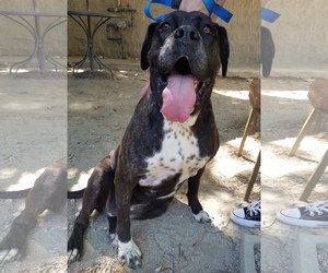 Neapolitan Mastiff Dogs for adoption in See Website, CA, USA