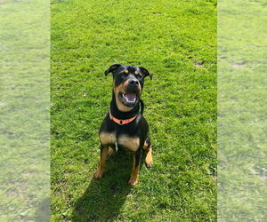 Rottweiler-Unknown Mix Dogs for adoption in Muskegon, MI, USA