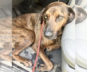 Plott Hound-Unknown Mix Dogs for adoption in Houston, TX, USA