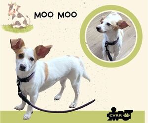 Dachshund-Unknown Mix Dogs for adoption in Lindsay, CA, USA