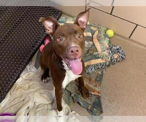 American Pit Bull Terrier Dogs for adoption in Fort Wayne, IN, USA