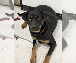 Rottweiler-Unknown Mix Dogs for adoption in Minneapolis, MN, USA