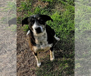 Labrador Retriever-Unknown Mix Dogs for adoption in Brooklyn Center, MN, USA