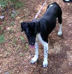 Beagle-Border Collie Mix Dogs for adoption in Staley, NC, USA