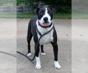 Bull Terrier Dogs for adoption in Bardstown, KY, USA