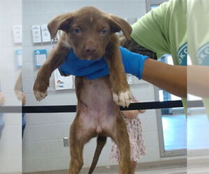 American Pit Bull Terrier-Unknown Mix Dogs for adoption in Oklahoma City, OK, USA