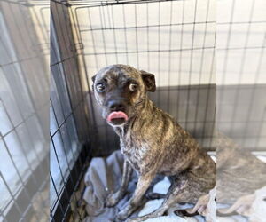 Chug Dogs for adoption in Studio City, CA, USA