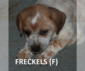 Mutt Dogs for adoption in Aurora, IN, USA