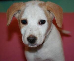 Brittany-Jack Russell Terrier Mix Dogs for adoption in Attalka, AL, USA