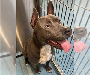 American Pit Bull Terrier Dogs for adoption in Pearland, TX, USA