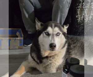 Siberian Husky Dogs for adoption in White Bluff, TN, USA