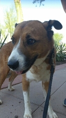 Akita Dogs for adoption in Tempe, AZ, USA