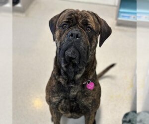 Bullmastiff Dogs for adoption in Rohnert Park, CA, USA