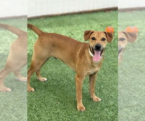 Mutt Dogs for adoption in oakland, FL, USA