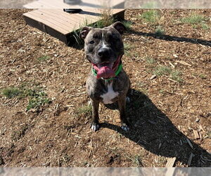 American Pit Bull Terrier-Catahoula Leopard Dog Mix Dogs for adoption in Denver, CO, USA