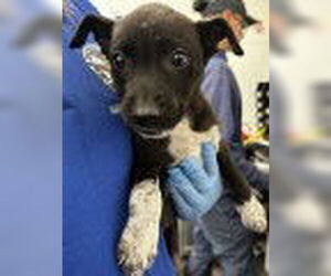 American Pit Bull Terrier Dogs for adoption in San Bernardino, CA, USA