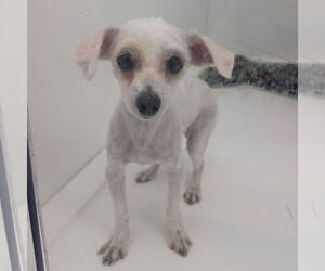 Malchi Dogs for adoption in Chico, CA, USA