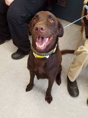Labrador Retriever Dogs for adoption in Hudson, CO, USA