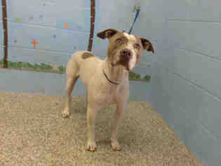 American Pit Bull Terrier-Unknown Mix Dogs for adoption in San Bernardino, CA, USA