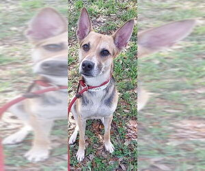 German Shepherd Dog-Unknown Mix Dogs for adoption in Fort Lauderdale, FL, USA