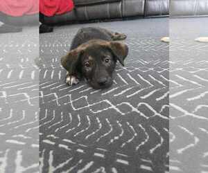 Labrador Retriever-Unknown Mix Dogs for adoption in MIDWAY, UT, USA