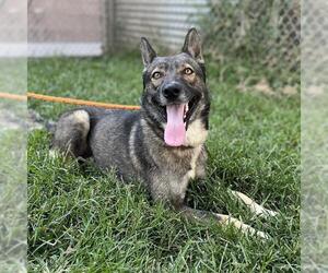 Mutt Dogs for adoption in Modesto, CA, USA