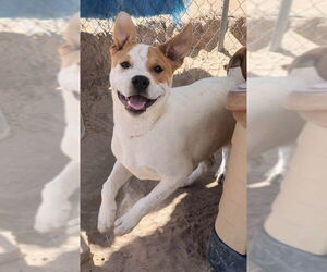 Labrador Retriever-Unknown Mix Dogs for adoption in Pena Blanca, NM, USA