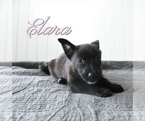 Mutt Dogs for adoption in Sandy, UT, USA