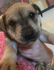 Sheprador Dogs for adoption in Pleasanton, CA, USA