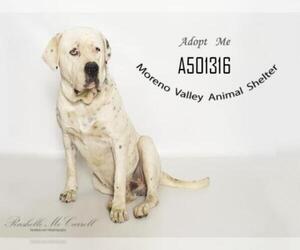 American Bulldog Dogs for adoption in Moreno Valley, CA, USA