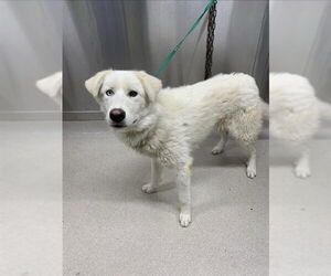 Great Pyrenees-Huskies  Mix Dogs for adoption in Fairbanks, AK, USA
