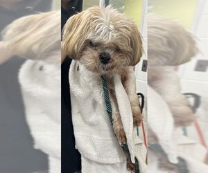 Zuchon Dogs for adoption in Forestville, MD, USA