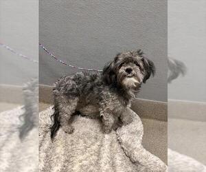 Shih Tzu-Unknown Mix Dogs for adoption in Las Vegas, NV, USA