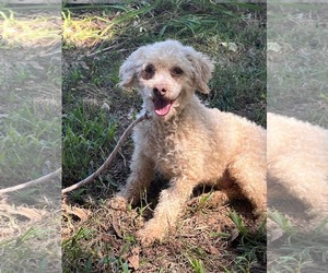 Poodle (Toy) Dogs for adoption in HOPKINSVILLE/PRINCETON, KY, NH, USA