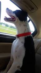 American Pit Bull Terrier-Unknown Mix Dogs for adoption in National Listings, MO, USA