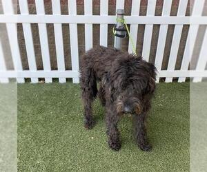 Labradoodle Dogs for adoption in Modesto, CA, USA