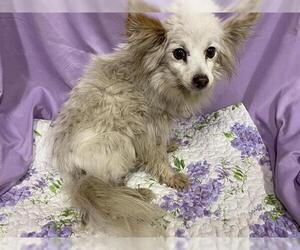 Chiranian Dogs for adoption in Modesto, CA, USA