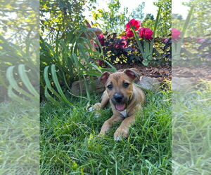 Black Mouth Cur-Unknown Mix Dogs for adoption in Claremore, OK, USA