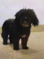 Poodle (Miniature) Dogs for adoption in Bronx, NY, USA