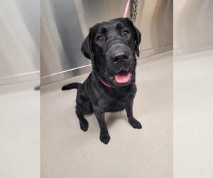 Labrador Retriever Dogs for adoption in Fairbanks, AK, USA