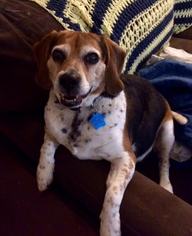 Beagle Dogs for adoption in Northville, MI, USA